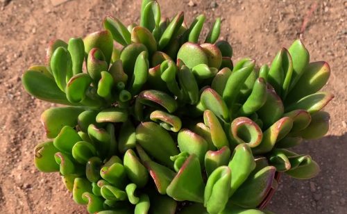 Crassula ovata Hobbit, Hobbit Jade Plant Care Guide