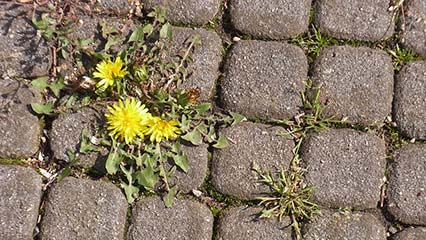 The Best and Strongest Weed Killers In The UK Reviewed