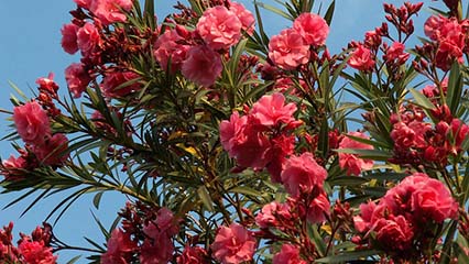 Nerium Oleander Growing and Care