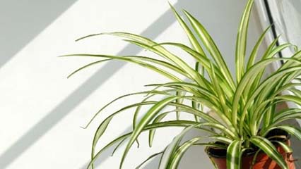 Chlorophytum comosum “Spider plant” Complete Care Guide