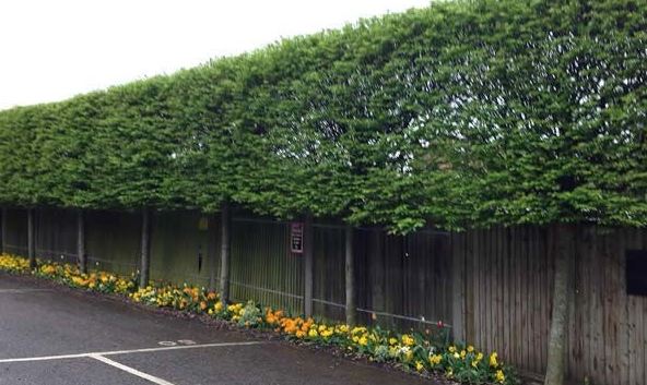 14 Screening Trees For Privacy